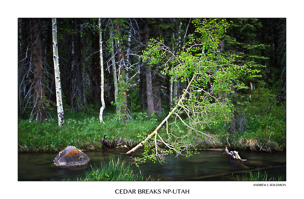 STREAM AT CEDAR BREAKS