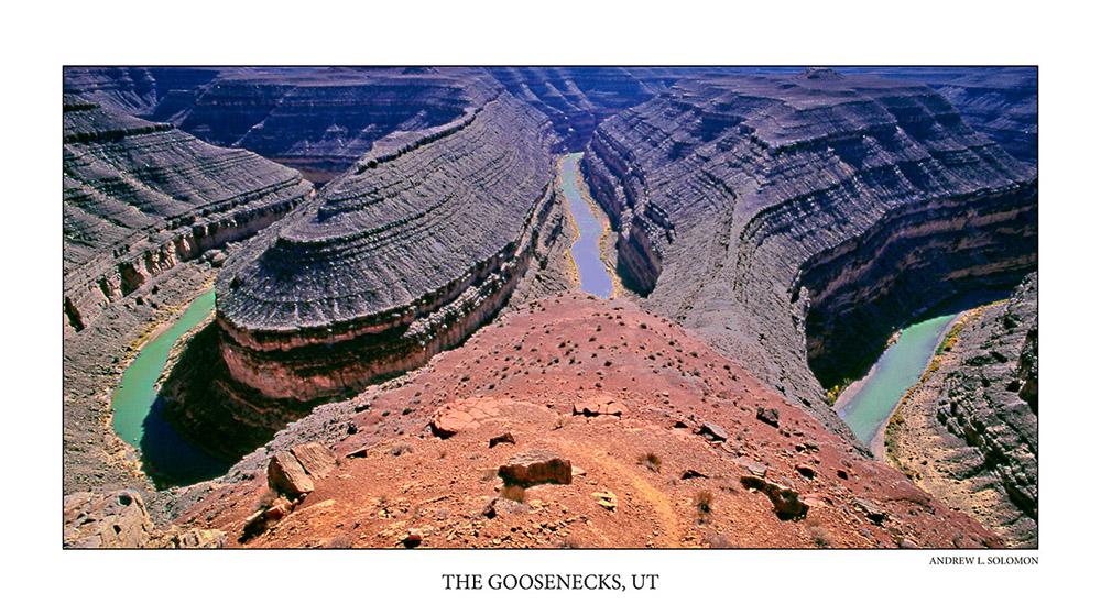 THE GOOSENECKS